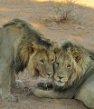 le lion à crinière noire a été ma motivation pour monter ce voyage dans le Kalahari.
Et le rêve s'est réalisé. Lion à crinière noire.
Kalahari Namibie 