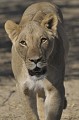  Lionne de face qui s'avance lentement. Regard droit dans les yeux du photographe.
Kgalagadi Transfrontier Park. Namibie 