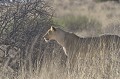  Lionne debout profil gauche.
Attitude d'observation avant un départ de chasse. 
Lumière matinale rasante.
Kgalagadi Transfontier Park.
Namibie 