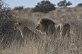  Lionne assise, LION du Kalahari debout derrière elle.
Lion à crinière Noire.
Kgalagadi Transfrontier Park.
Namibie 