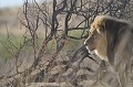  
Tête profil gauche .
Lion à crinière noire du KALAHARI. Kgalagadi Transfrontier Park.
Attitude d'observation..
Namibie. 
