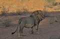  LION Mâle à crinière noire, debout à l'ombre sur le sable du Kalahari,  Profil droit..
Kgalagadi Transfrontier Parc.
Namibie. 