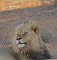  Portrait lion à crinière noire dans l'ombre, couché au sol de trois quart
Kgalagadi Transfrontier Park.. Namibie
 