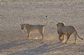  Lionne en chaleur, queue levée. Lion à crinière noire du Kalahari s'approche par l'arrière.  
Kgalagadi Transfrontier Park.
Namibie 