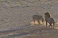  Lionne et lion du Kalahari face à face. La lionne attaque le lion.
Poussière et lumière rasante du matin.
Kgalagadi Transfrontier Park.
 Namibie 