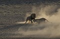  Lion et lionne du Kalahari.
Le lion attaque la lionne qui se rebiffe.
Lumière et poussière du matin.
Kgalagadi Transfrontier Park. Namibie 