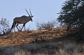  Oryx se déplace sur le sable du KALAHARI.
De profil
Kgalagadi Transfrontier Park
Namibie 