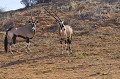  Deux Oryx de face debout. Kalahari et sable orange .
Kagalagdi Transfrontier Park.
Namibie. 