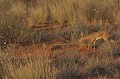  Steenbok se déplaçant. Désert du Kalahari. Namibie. 