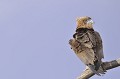  Aigle batelaur immature, perché de dos et tête tournée vers l'Arrière.
Namibie 
