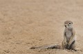  Ecureuil terrestre assis sur le sable du Kalahari.
Namibie. 