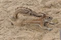  Écureuil terrestre allongé de tout son long.
Se recouvre de sable.
Désert su Kalahari.
Queue allongée sur le dos en protection du soleil.
Attitude typique.
Namibie. 