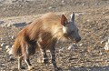  Hyène brune se déplaçant dans le Kalahari. 
Namibie. 