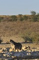  Hyène tachetée au point d'eau. 
Inquietude=,
Namibie 