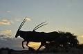 <center>
Ces Oryx au galop... Comment les trouvez-vous ?<br>
Quelle maîtrise de la vitesse, me direz-vous ?<br>
Que nenni, car il s'agit de superbes sculptures !
  