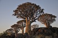 <center>
Une des plantes les plus intéressantes et caractéristiques <br>
des régions arides et chaudes de Namibie, variante d'aloès.  