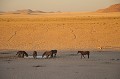 Lever du jour. Chevaux du désert au point d'eau. Namibie 