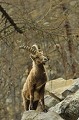 <center>
Posture caractéristique du rochassier qu'est le bouquetin. Jeune bouquetin mâle debout sur une roche.Grand Paradis.Vallée d'Aoste. 
