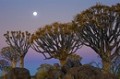  Forêt de Kokerboom ou arbres carquois namibie 