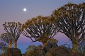 <center>Kokerbooms (arbres à carquois) dont les Bushmen (Bochimans) transforment les branches évidées en étuis pour leurs flèches. Forêt de Kokerboom, ou arbres carqois. NAMIBIE 