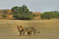 <center>
C'est tout naturellement le territoire des prédateurs.<br>
Ici, nous constatons un environnement autrement différent<br>
des grandes plaines de Tanzanie ou du Kenya.<br>
Le lion à crinière noire du Kalahari offre cette particularité<br> 
très photogénique. Celle-ci commence à pousser vers 18/20 mois,<br>
pour atteindre sa taille définitive vers 4/5 ans. <br>La coloration 
varie géographiquement du fauve clair au noir.
 (panthera leo) jeunes Lions de 3/4 ans Namibie Kalahari. 