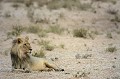 <center> 
Couché à l'écart de ses congénères, <br>
il observe les mouvements des springboks. Lion à crinière noire couché. (Panthera leo) Kalahari NAMIBIE. 