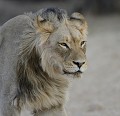  lion à crinière noire du Kalahari (Panthera leo) déplacement portrait de face. 