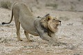 <center> Exercice journalier dès le réveil.<br>
Du sommet de la tête au bout de la queue. (panthera leo) Lion du Kalahari. Namibie. étirement dès le réveil. 
