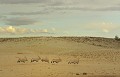 <center>Dans cet environnement de sable où la végétation cherche <br>
désespérément l'eau pour survivre, les animaux adoptent <br>
des techniques pour échapper à la mort.<br>
L'oryx est l'animal qui réussit le mieux à s'adapter à ce milieu : <br>il peut vivre pendant de longues périodes sans boire.  