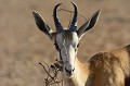<center>Ce Springbok est prisonnier de sa gourmandise. <br> Il s'est parfaitement adapté au désert. Springbok portrait. Désert du Kalahari. Namibie. 