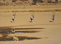 <center> 
Le chacal boit tandis que, prudents, les oryx prendront tout<br>
leur temps pour se désaltérer, une fois que la hyène se sera éloignée. Oryx Hyène tachetée et chacal au point d'eau Nmibie. KGALAGADI Transfrontier Park. 