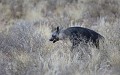 <center>La hyène brune s'éloignait en cette fin de journée.<br> Par bonheur nous aperçûmes sa robe sombre, dans les hautes herbes. Hyène brune Namibie Kalahari 