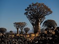 <center>C'est toujours en fin de journée qu'il faut se rendre dans cette forêt. Parcourir les petites sentes, jouer avec les rayons du soleil. Les reflets dorés sur les troncs dont l'écorce poli renvoi la chaude couleur du soleil. Discret et mimétique entre les masses sombres des gros blocs rocheux, le Damant se laissera photographier si vous l'approchez avec lenteur. Forêt d"Aloès Dichotoma namibie 