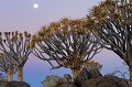 <center> Non pas le doigt, mais ces magnifiques arbres à carquois<br> sur fond de ciel d'une douceur irréelle..<br> Les couleurs se fondent, s'assombrissent lentement.<br>Bientôt la lune illuminera cette forêt de plantes géantes. Namibie. Forêt d'arbres à Carquois sous la lune naissante. 