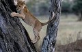 <center>Il est toujours plus simple de monter à un arbre que d'en <br>
             descendre ! Ce jeune lion en fait le difficile apprentissage, <br>
             choisissant finalement de le quitter... à reculons. jeune lion afrique 