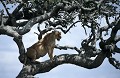 <center>Tout comme le léopard, le lion grimpe aux arbres mais<br>
à seule fin de s'y protéger du soleil ou de s'y reposer.<br>
Cette lionne, en l'occurence, s'y couche puis s'endort. lionne arbre à saucisses afrique tanzanie 