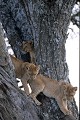 <center>L'arbre permet à ces jeunes lions de se familiariser avec<br>
            le végétal qui deviendra poste d'observation ou lieu de repos. lions jeunes arbreafrique 