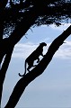 <center>La demi-pénombre me permet cette image,<br> ultime rencontre du jour avec le léopard. léopard arbre afrique 