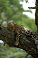 <center>Attitude typique du léopard : à plat ventre,<br>
            les pattes pendantes de chaque côté d'une branche.<br>
            Il est difficile de le repérer de loin dans cette position. Léopard au repos arbre afrique 