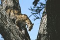 <center>Une petite harde d'impalas, toute proche, <br>suffit à sortir le félin de sa léthargie. léopard afrique 