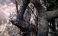 <center>En milieu de journée, il faut un peu de chance pour déceler, dans<br> cet entrelacs de branches, ce superbe hibou, totalement mimétique. hibou ( bubo africanus ) 