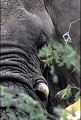 <center>Solution fortuite pour ne pas périr sous les balles<br> des braconniers : ne pas développer ses défenses. defense éléphant afrique tanzanie 
