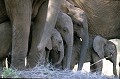 <center>Sous la protection des femelles, les jeunes se reposent... troupeau jeunes éléphants afrique tanzanie 