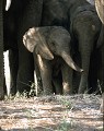 <center>... Excepté lorsqu'ils veulent échapper à la vigilance de leurs aînés,<br> ce qu'a cherché à faire cet éléphanteau, sans succès! éléphanteau afrique tanzanie 