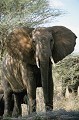 <center>Rester calme, ne pas bouger, attendre et...<br> Partir si la menace se confirme ! éléphant afrique tanzanie 