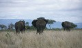 <center>Après être passés calmement à côté de mon véhicule, <br>ils poursuivent leur chemin en direction des acacias. groupe éléphants afrique tanzanie 