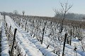 <center>
Les vignes de mon ami Jean, ont un aspect inhabituel<br>
en ce petit matin frileux ; c'est l'occasion d'observer<br>
des traces toutes fraîches de lièvre. vignes, hiver, neige Vienne. 