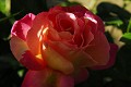<center>
Mai... Mois d'excellence pour découvrir et observer<br>
les premières roses qui embellissent nos jardins ! rose la fleur détail desd pétales 