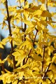 <center>
Cet arbuste à fleurs, élément incontournable pour avoir une haie fleurie, nous offre la première image annonciatrice du printemps.<br>
Sa floraison spectaculaire, d'un jaune éclatant, illumine les jardins.
 fleur, forsythia, mimosa de paris. en fleur 