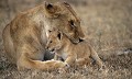 <center>
Ce jeune lionceau est très dissipé et sa mère doit sans cesse<br>
le récupérer, le tenant ainsi fermement pendant un long moment. lionne et lionceau  couché au sol Tanzanie serengeti c 